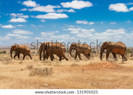 elephants, Tsavo national park, kenya - Africa Royalty-Free Stock Photo #131905025