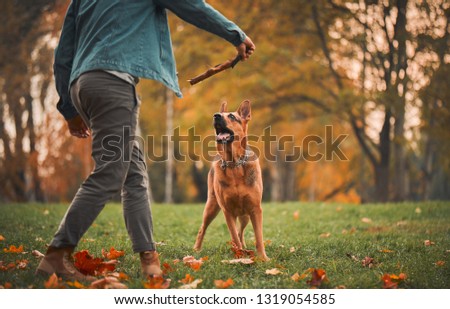 A man in the autumn Park playing with a German shepherd dog. Guy throws a dog a stick