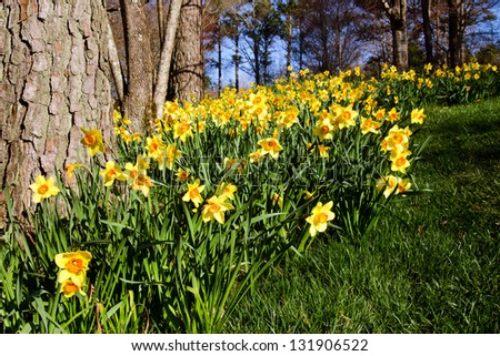 Field of daffodils blooming in early spring