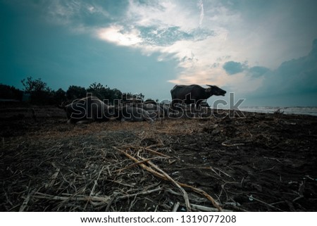 Buffalo farm in Java littoral, Batang. 