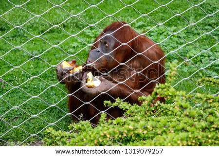 Beautiful ZOO view of monkey hanging in fence.