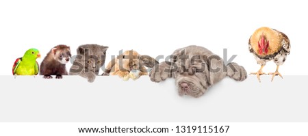 Group of pets  over empty white banner looking down. isolated on white background. Empty space for text