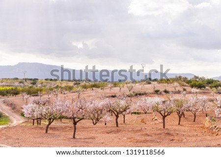 Blooming almond trees with pink and white flowers in a Spanish orchard, orchard industry