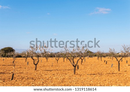 Blooming almond trees with pink and white flowers in a Spanish orchard, orchard industry