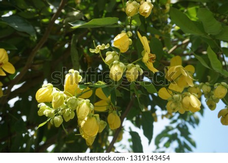 yellow hanging flowers