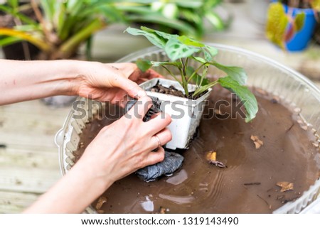Woman hand holding potted calathea zebra peacock plant with dirt closeup and soil pot flowerpot outside home garden backyard washing with water planting seedling
