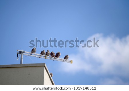 A group of picui ground-doves (Columbina picui picui) rests on a TV antenna