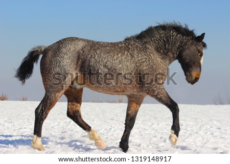 american curly horse breeding stallion running around and playing in the snow in winter