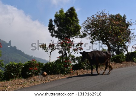 Indian Cow eating Tea leaves and clear blue sky