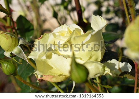 Bush of yellow-white roses against yellow house. A white rose called "Elfe" (Fráncine Jordi, L'Alcázar, Tanefle) with beautiful petals facing the sun in the early morning. Germany 