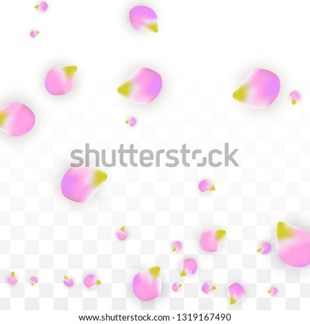 Vector Realistic Pink Petals Falling on Transparent Background.  Spring Romantic Flowers Illustration. Flying Petals. Sakura Spa Design.  Blossom Confetti. Design Elements for  Poster Design. 