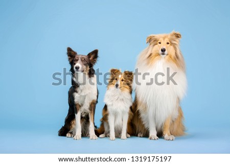 Border Collie dog, Rough Collie dog and Shetland Sheepdog dog in the photo studio on the blue background