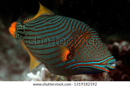Triggerfish in Maldives Island reef