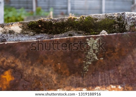 close - up of moss on a concrete slab near a piece of metal with rust