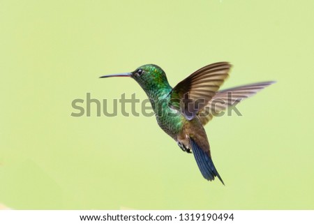 Copper-rumped hummingbird hovers in the air. Royalty-Free Stock Photo #1319190494
