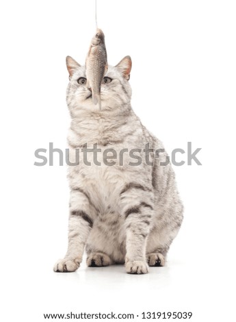 Cat eats fish isolated on a white background.