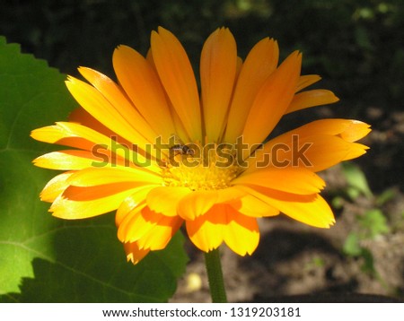bright yellow calendula flower shimmers in the hot summer sun