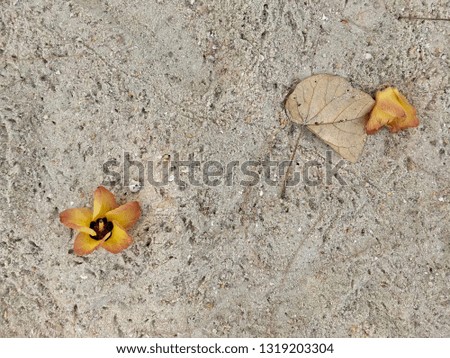 Yellow flower fallen on sand beach, beautiful nature for background