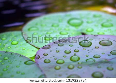 Waterlily with waterdrops in the top