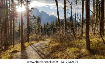 Sun blinking throught the pine forest into the mountains. Beautiful mountain landscape during sunny autumn day. Forest trail into the mountains.
