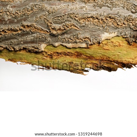 Bark of a tropical tree on a white background