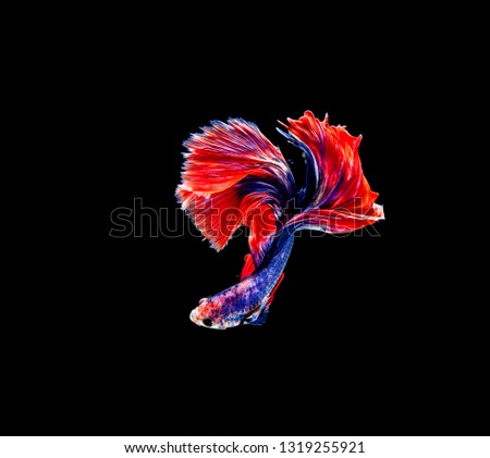 Betta fish, siamese fighting fish, betta splendens isolated on black background