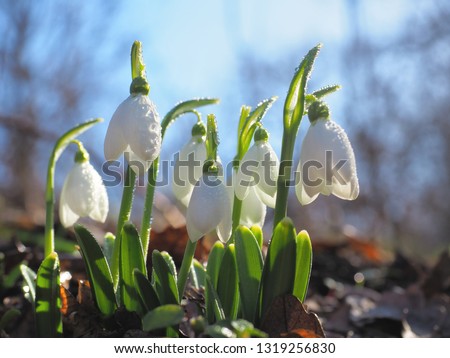 Snowdrop or common snowdrop (Galanthus nivalis) flowers Royalty-Free Stock Photo #1319256830
