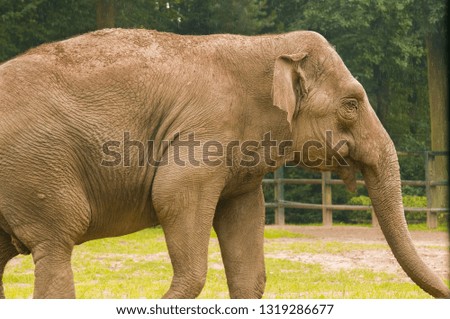 Big and old elephant walking in the Park, in nature in the zoo