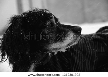 Adorable black and white picture of dog collecting snow on his face during a snow storm in January.