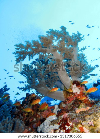 Amazing underwater world - Red Sea, Egypt.                              