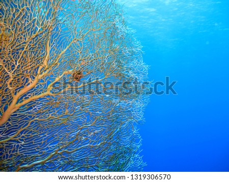 Amazing underwater world - Red Sea, Egypt.                              