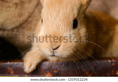 Rabbit Stock Photography Image 