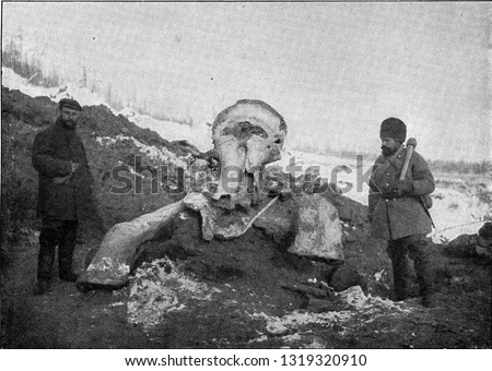 Mammoth carcass exhumed in Siberia in the spring of 1902 by the expedition sent by the Russian Academy of Sciences, vintage engraved illustration. From the Universe and Humanity, 1910.
