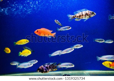 multi colored fish of different breeds swims in the aquarium