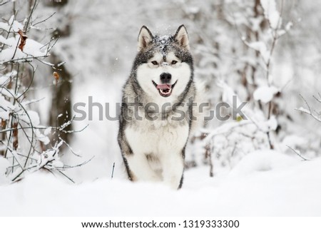 dog on a winter walk in the snow