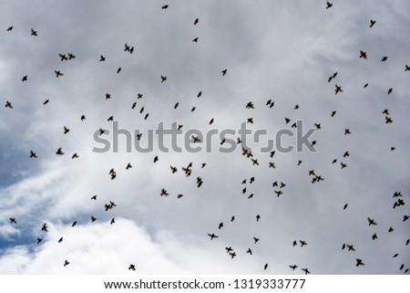 Hawaii Oahu flock of birds in flight