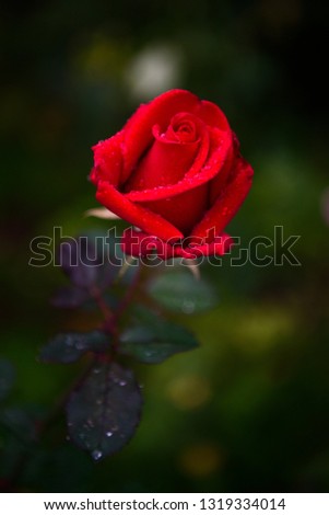 A sole red rose