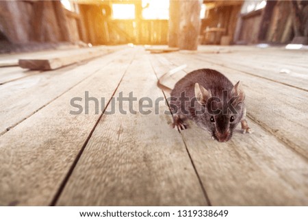 Gray mouse animal  on  background
