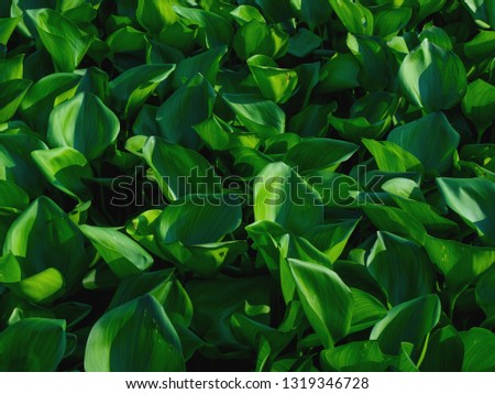 Water Hyacinth cover the pond. Close up green leaf texture background. Photo concept pattern beautiful tropical nature.