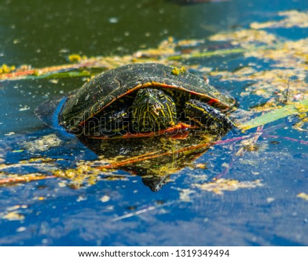 Turtle in pond water