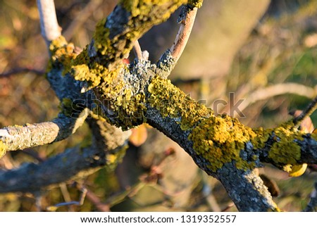Lichen on tree