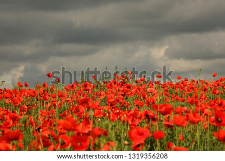 Flowering red poppies against a gray sky