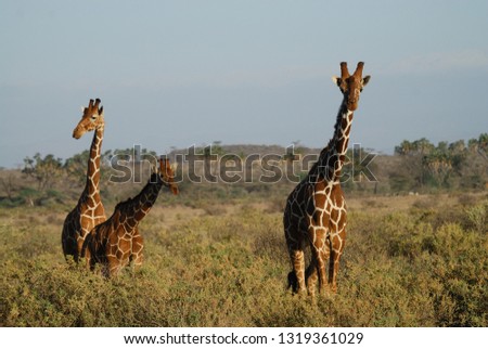 giraffe landscape in Kenya, Africa