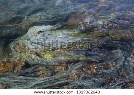 View of colorful grass in a river of natural Hot Springs at Hot Creek Geological Site. Located near Mammoth Lakes, California, United States.