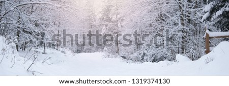 Snow covered trees in the winter forest with road. Winter Road, just after the snow fall. Road through frozen forest with snow. Beautiful winter landscape