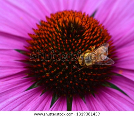 Echinacea is a genus, or group of herbaceous flowering plants in the daisy family. The Echinacea genus has nine species, which are commonly called purple coneflowers.