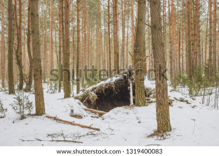 Dugout in the winter forest.Nature in the vicinity of Pruzhany, Brest region, Belarus. 