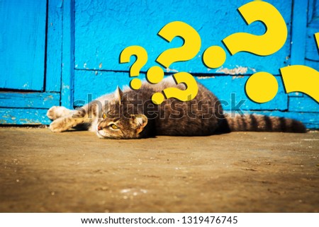 Question marks and cat