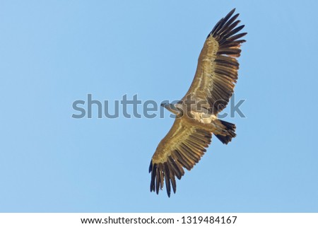 Gänsegeier, Gyps fulvus, Griffon Vulture