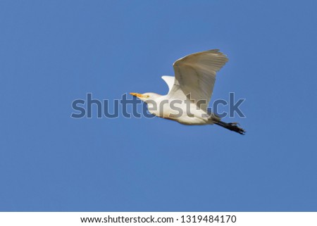 Kuhreiher, Bubulcus ibis, Cattle Egret 